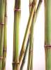 Bambus 11