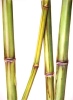 Bamboo 15